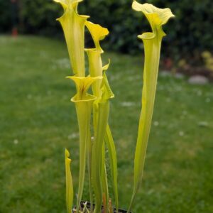 Sarracenia Flava 'Goldie'