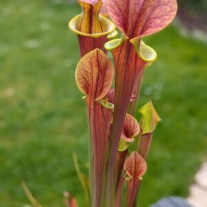 Sarracenia flava var. atropurpurea 'Waccamaw'