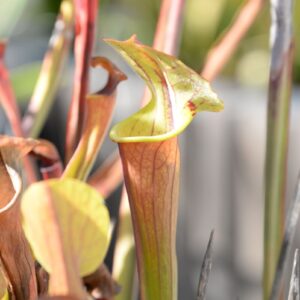 Sarracenia 'Tygo' (SC04)