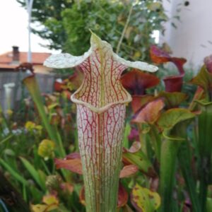 Sarracenia x areolata (CA Sx102) (SH08)