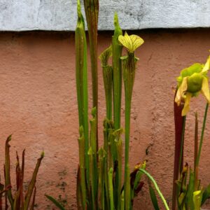 Sarracenia oreophila x S. flava var. atropurpurea (CA Sx50f) (SH09)