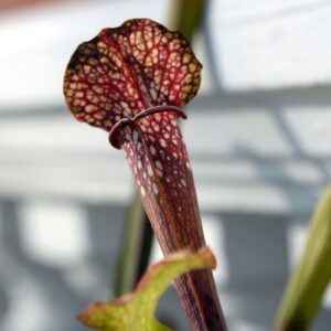 Sarracenia x areolata (SH13)