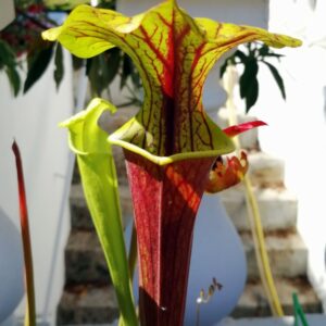 Sarracenia x alava (ip X16) (SH14)