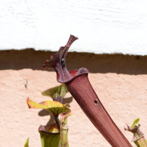 Sarracenia x moorei (OB H43) (SH29)