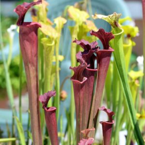 Sarracenia x moorei (CK SHY31) (SH30)