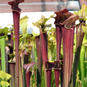 Sarracenia 'Black Widow' (SH40)