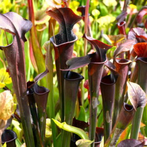 Sarracenia x alava "Chandra Nalaar" (SH44)